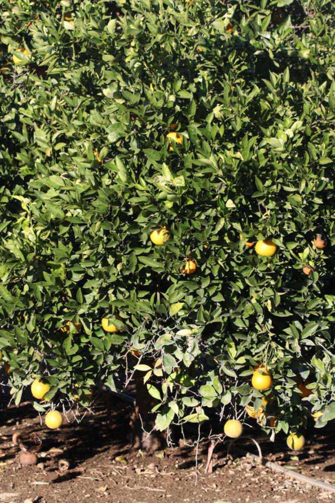            Habit (Riverside, CA)   